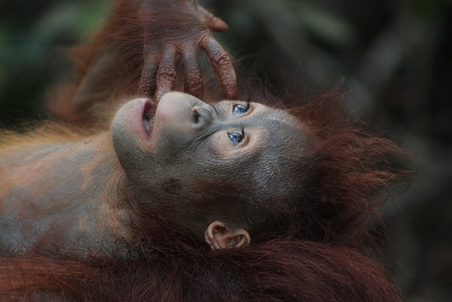 Know Before You Go – The Borneo Rainforest